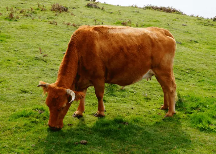 vaca pastando en el prado ingiriendo vitamina b12